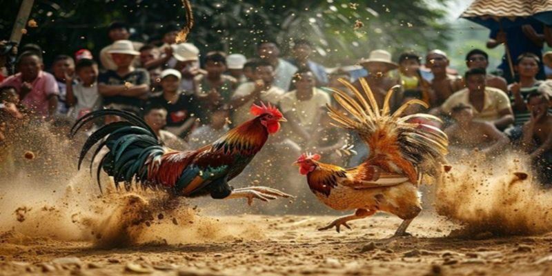 Xem trực tiếp đá gà Thái tại FB88 để được mãn nhãn