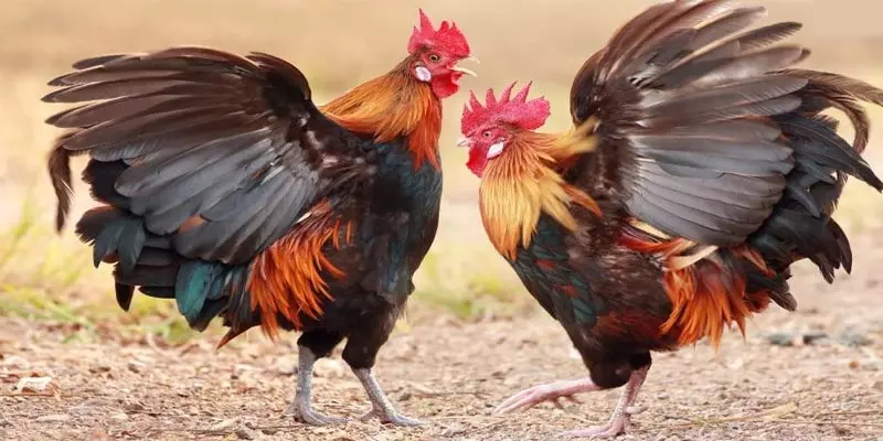 Những hình thức đá gà trực tiếp tại Dagablv