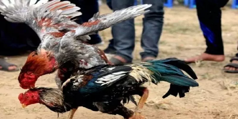 Đá Gà Trực Tiếp Dagablv Chất Lượng Đỉnh Cao