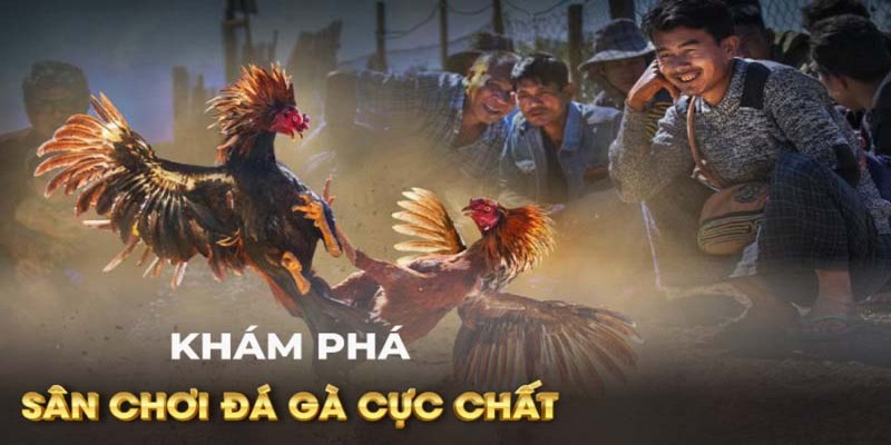 Chiến thuật đặt cược đá gà trực tiếp cho kê thủ