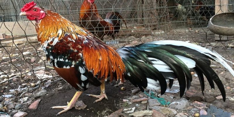 Những con gà ngũ sắc cũng là lựa chọn tuyệt vời