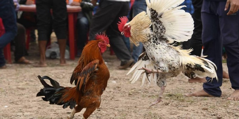 Dựa vào cánh để chọn gà đá