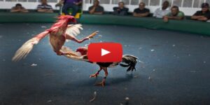 Kinh Nghiệm Chơi Đá Gà - Tổng Hợp 5 Bí Kíp Từ Chuyên Gia