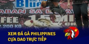 Đá Gà Philippines - Trải Nghiệm Trận Đấu Thần Kê Đặc Sắc