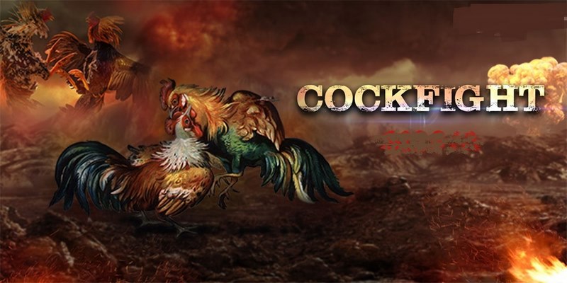 Lý do nên theo dõi và đặt cược đá gà Philippines