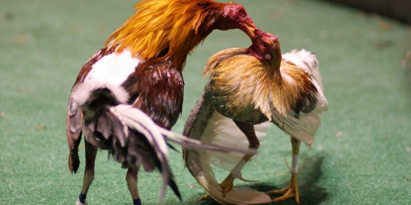 Đá Gà Cựa Dao - Đỉnh Cao Những Trận Đấu Nảy Lửa, Kịch Tính