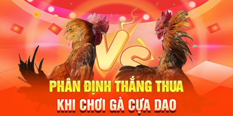 Quy luật thi đấu đá gà cựa dao cập nhật mới nhất