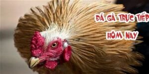 Đá Gà Thomo - Khám Phá Loại Hình Giải Trí Đặc Sắc Nhất 2026