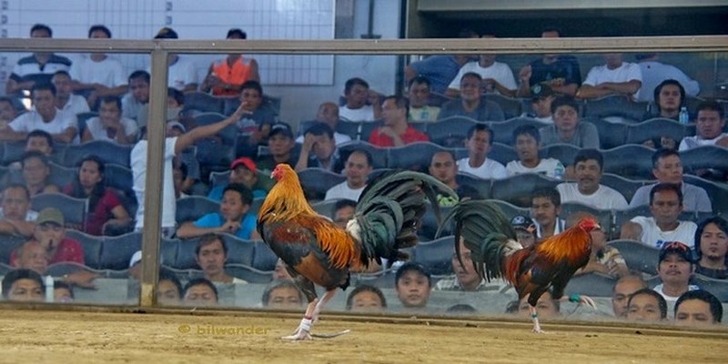 Tìm hiểu khái quát về đá gà Philippines